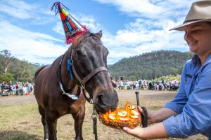 Horses Birthday Festival - Grafton Accommodation